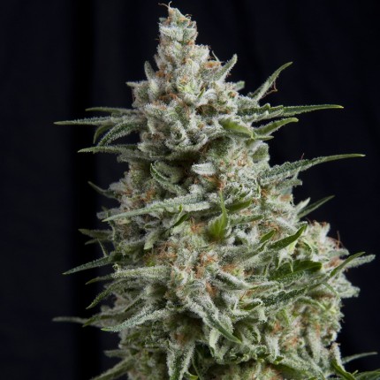 PYRAMID SEEDS - CBD ANESTHESIA FEM X3+1