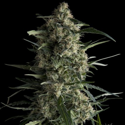 PYRAMID SEEDS - CBD GALAXY FEM X3+1