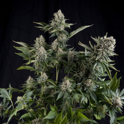 PYRAMID SEEDS - CBD WHITE WIDOW FEM X3+1