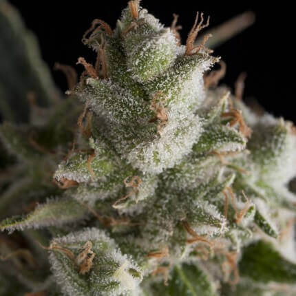 PYRAMID SEEDS - FRESH CANDY FEM X1