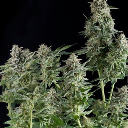 PYRAMID SEEDS - NORTHERN LIGHTS FEM X1