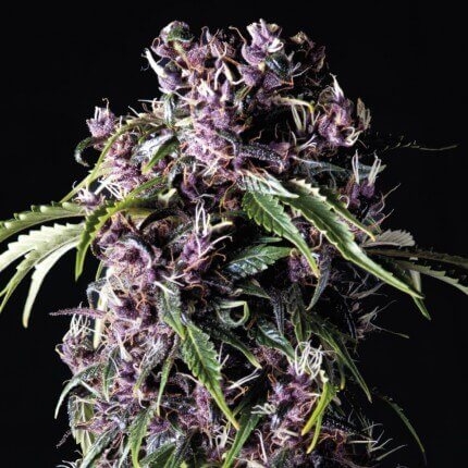 PYRAMID SEEDS - PURPLE FEM X1