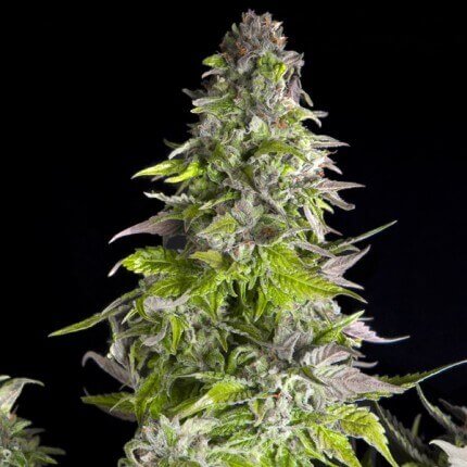 PYRAMID SEEDS - ROMULAN FEM X1