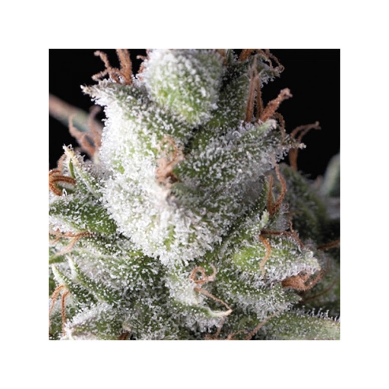 PYRAMID SEEDS - RAMSES FEM X1