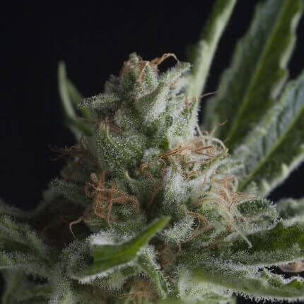 PYRAMID SEEDS - SHARK FEM X1