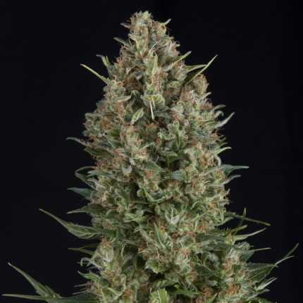 PYRAMID SEEDS - WEMBLEY FEM X1