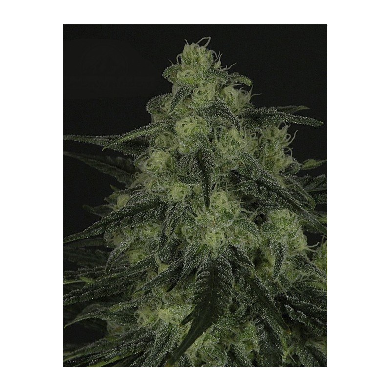 RIPPER SEEDS - BLACK VALLEY FEM X3