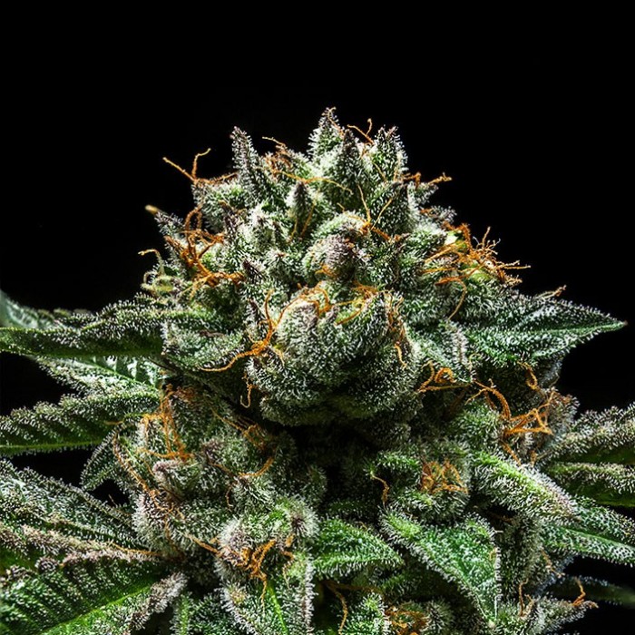 RIPPER SEEDS - CHEMPIE X3 FEM