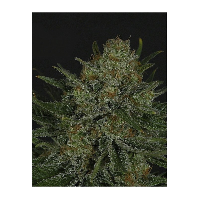 RIPPER SEEDS - DOUBLE GLOCK FEM X3