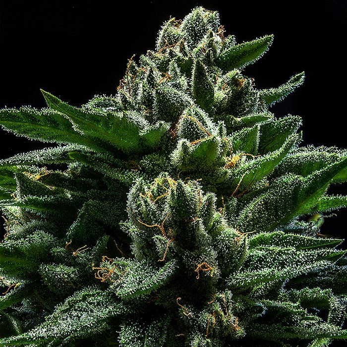 RIPPER SEEDS - DO-G FEM X3