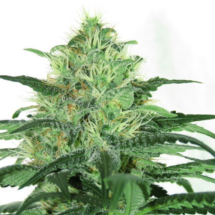 RIPPER SEEDS - SIDERAL FEM X3