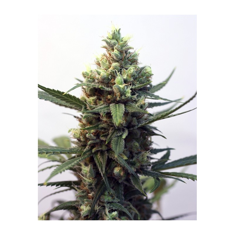 RIPPER SEEDS - TOXIC FEM X3