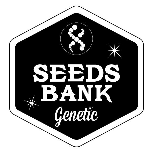 SEEDS BANK - AUTO SKUNK X3