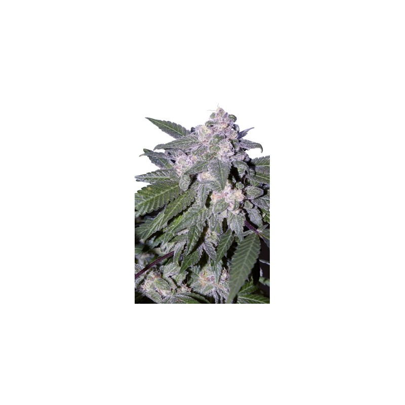 SEEDSMAKERS - AUTO BLUE X5