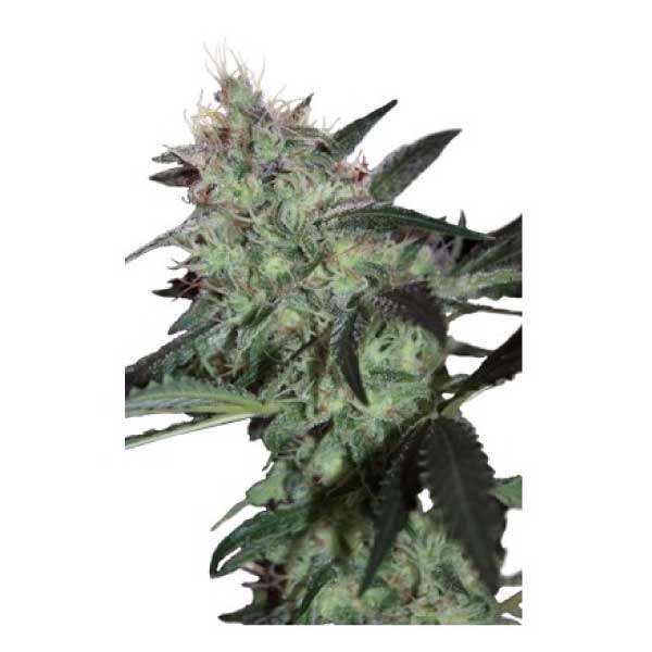 SEEDSMAKERS - SUPER DIESEL FEM X5