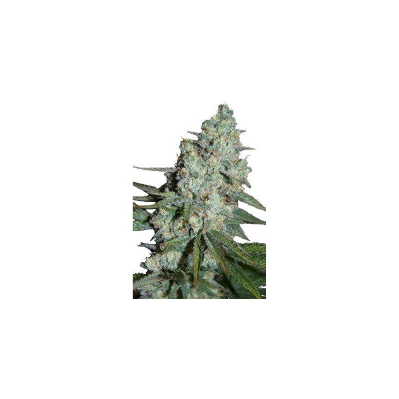 SEEDSMAKERS - WONDER SKUNK FEM X5