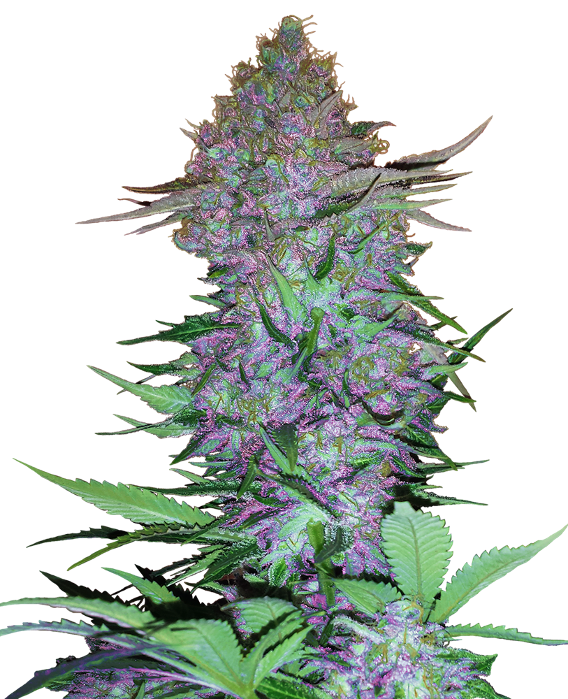 SENSI SEEDS - PURPLE SKUNK AUTO X3