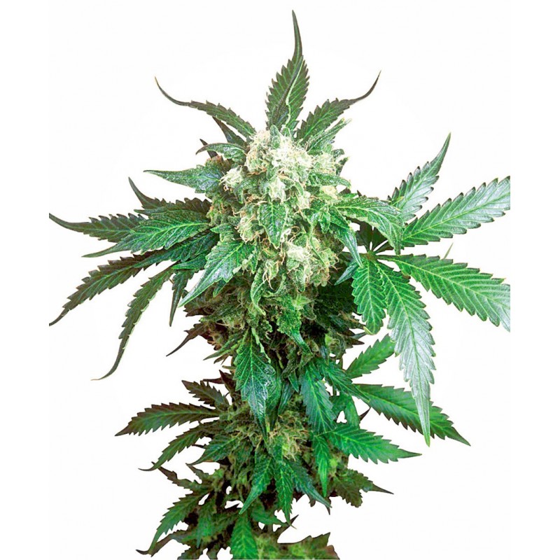 SENSI SEEDS - BLACK DOMINA FEM X3