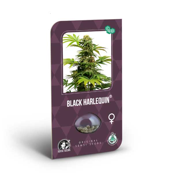 SENSI SEEDS - BLACK HARLEQUIN FEM X3