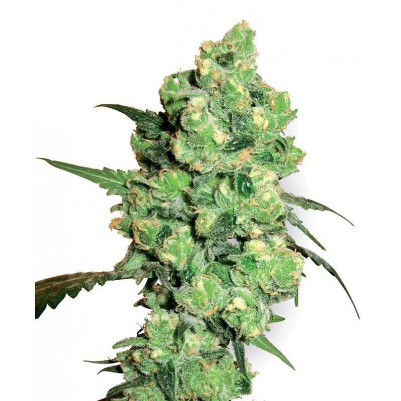 SENSI SEEDS - SUPER SKUNK FEM X3