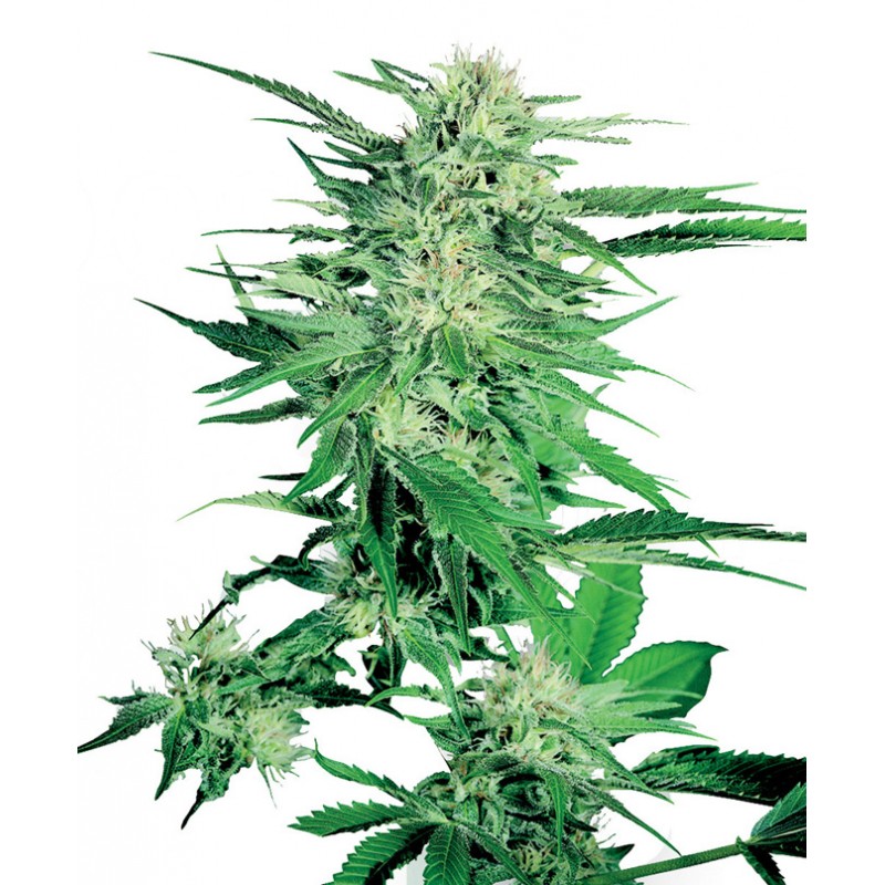 SENSI SEEDS - BIG BUD FEM X3