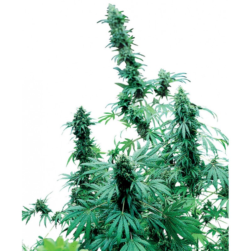 SENSI SEEDS - EARLY SKUNK FEM X3