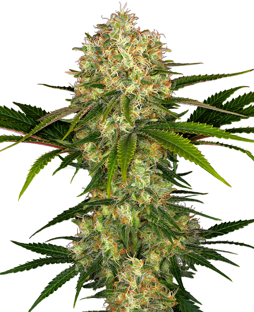 SENSI SEEDS - AFGHANI#1 FEM X3