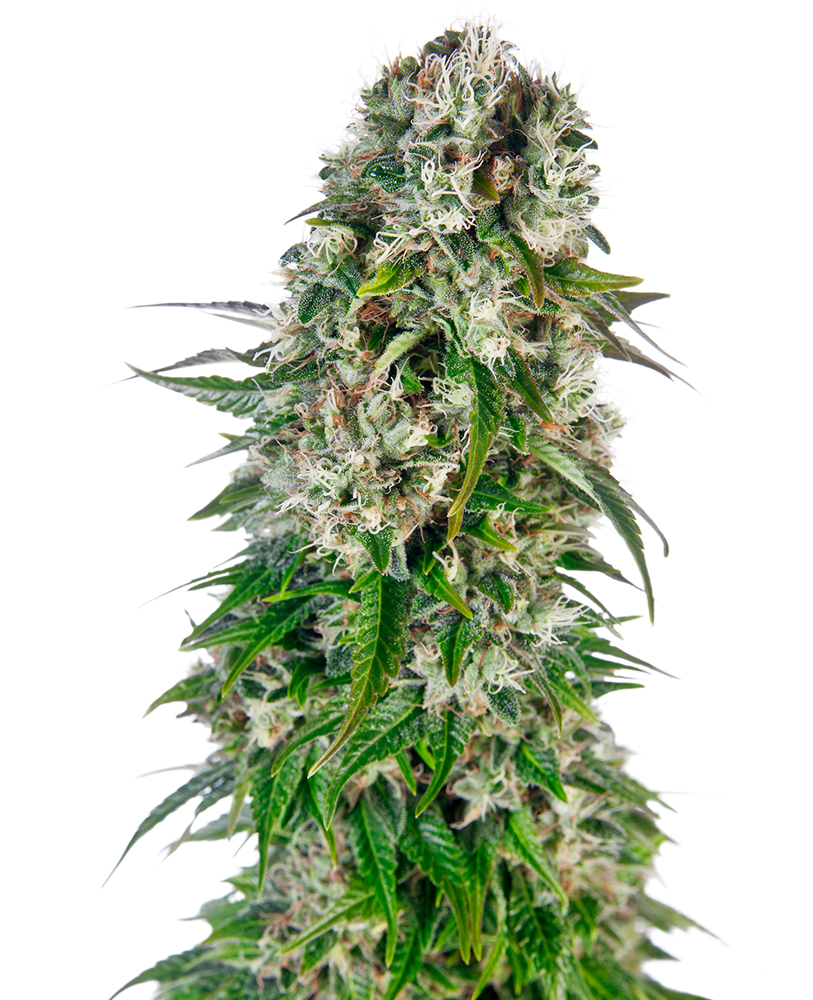 SENSI SEEDS - BIG BUD AUTO X3