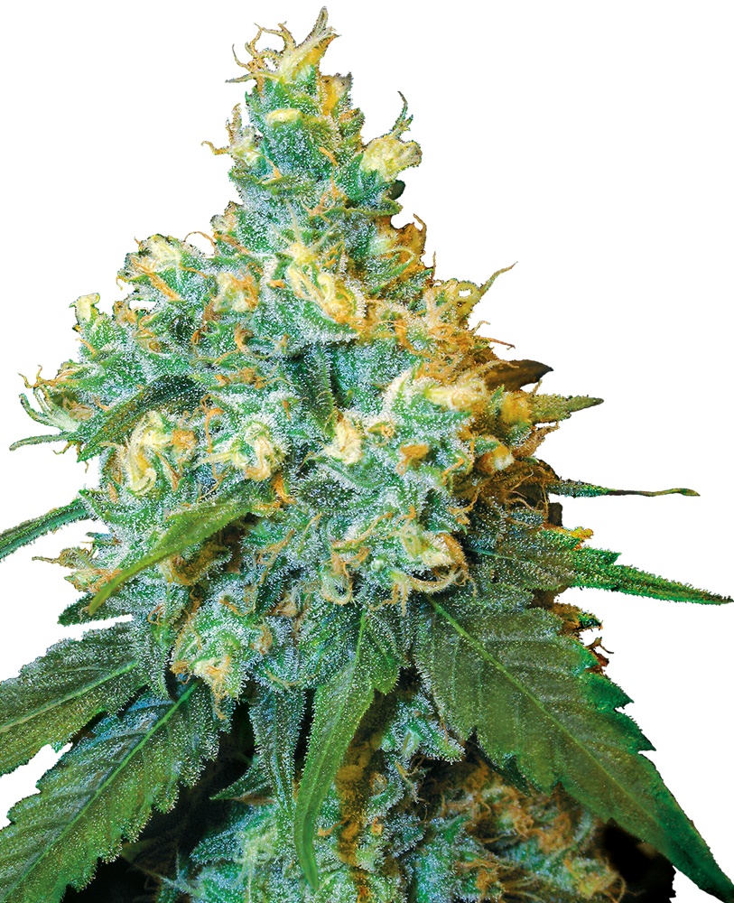 SENSI SEEDS - JACK HERER FEM X3