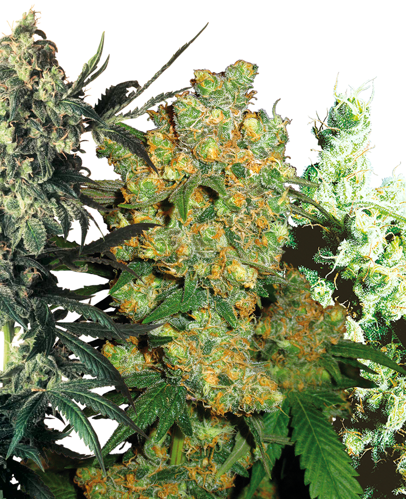 SENSI SEEDS - FEMINISED MIX X10