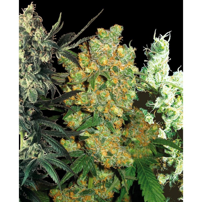 SENSI SEEDS - FEMINISED MIX X5