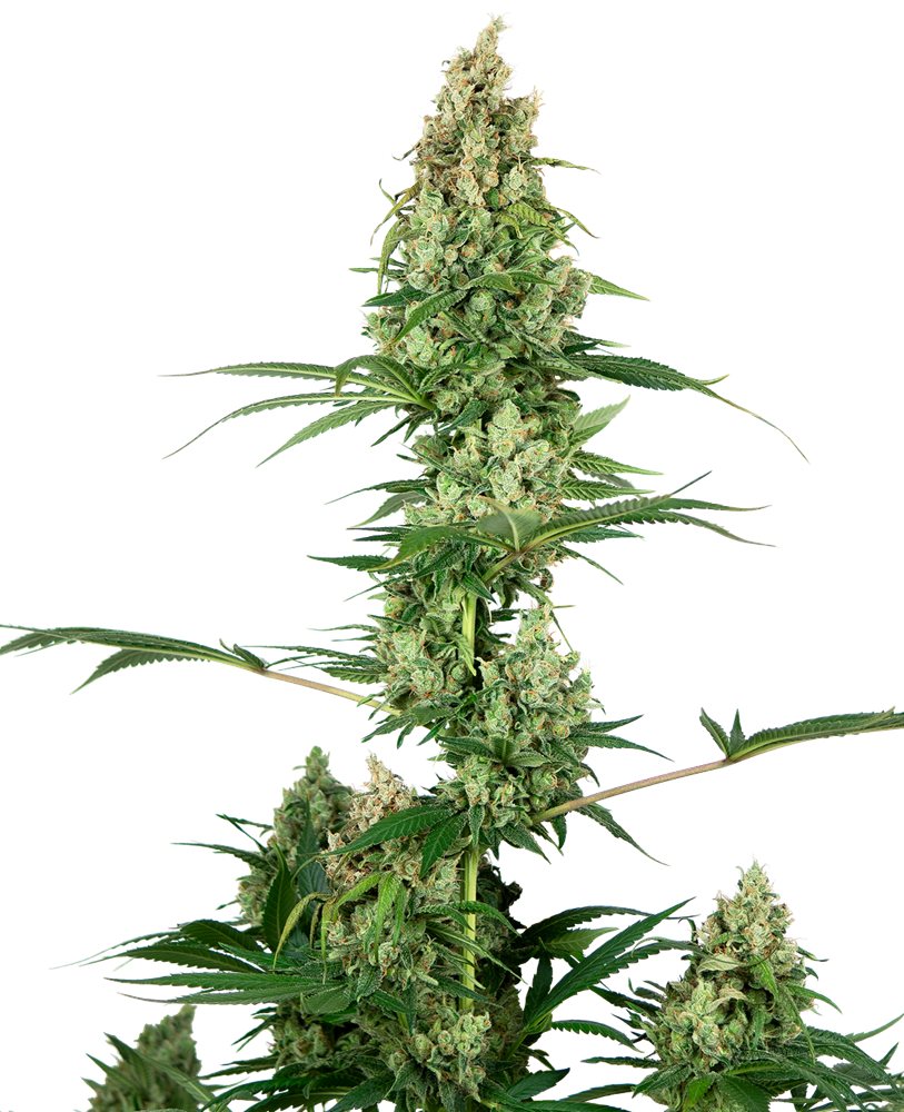 SENSI SEEDS - SILVER FIRE FEM X3