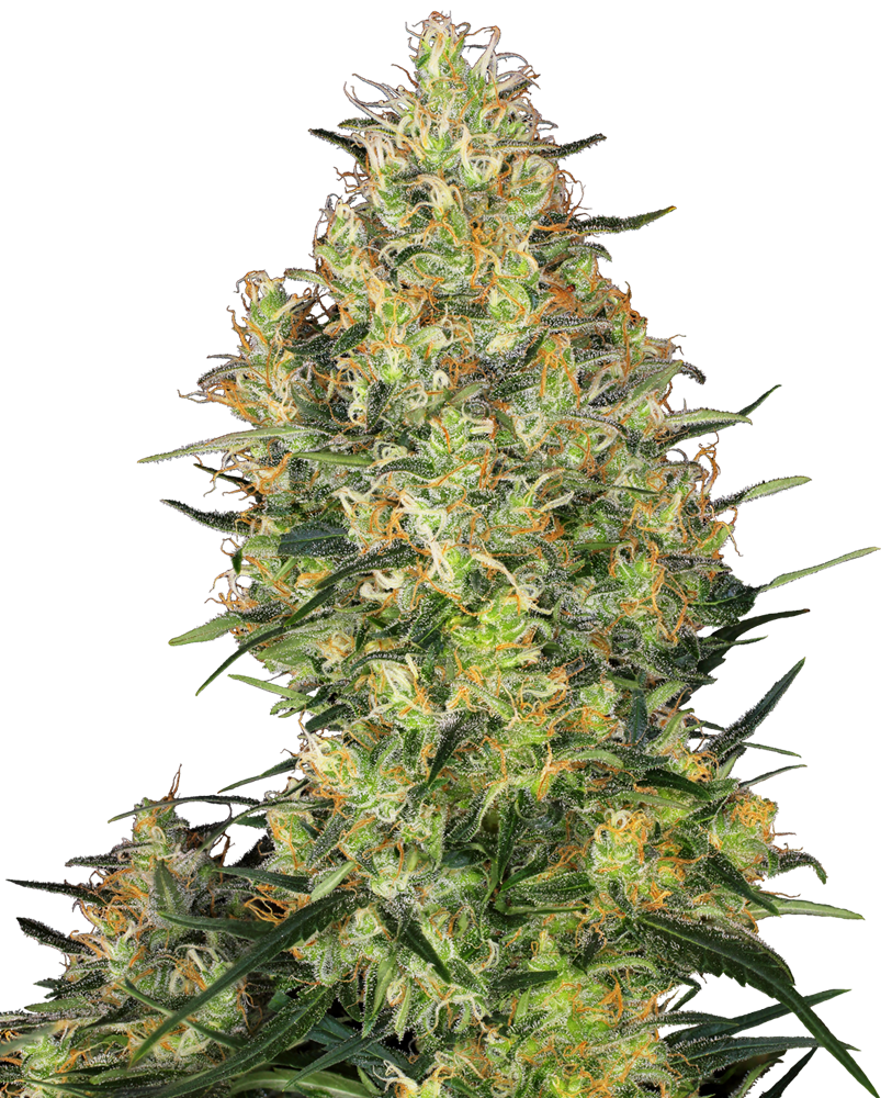 SENSI SEEDS - SHIVA SKUNK FEM X3