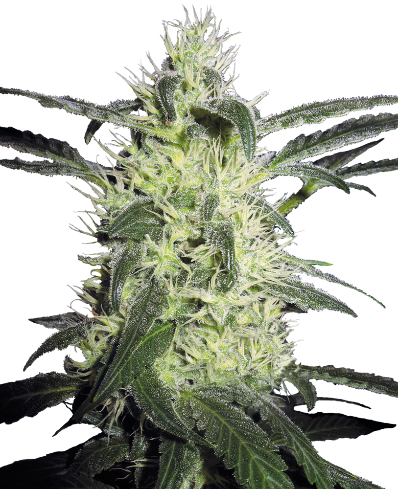 SENSI SEEDS - SILVER HAZE FEM X3