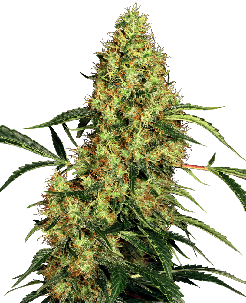 SENSI SEEDS - MEXICAN SATIVA FEM X3