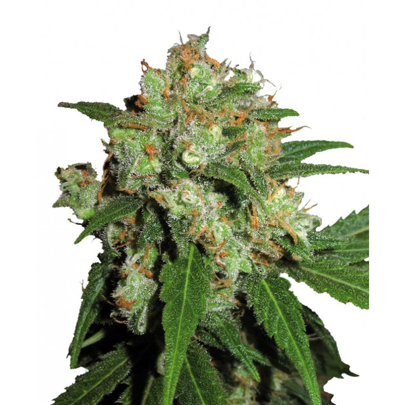 SENSI SEEDS - SENSI SKUNK FEM X3