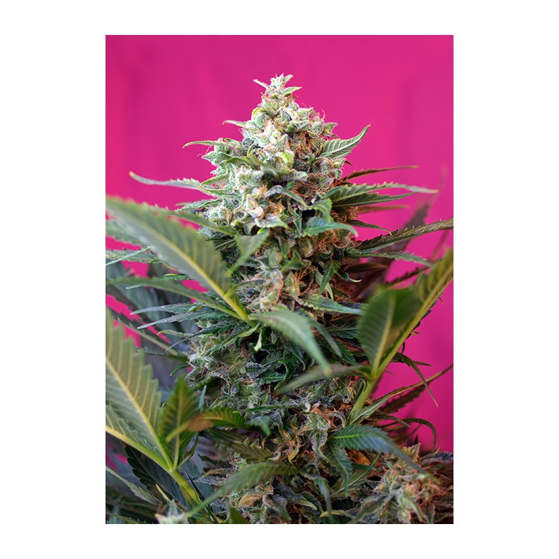 SWEET SEEDS - BIG DEVIL XL AUTO 3+1