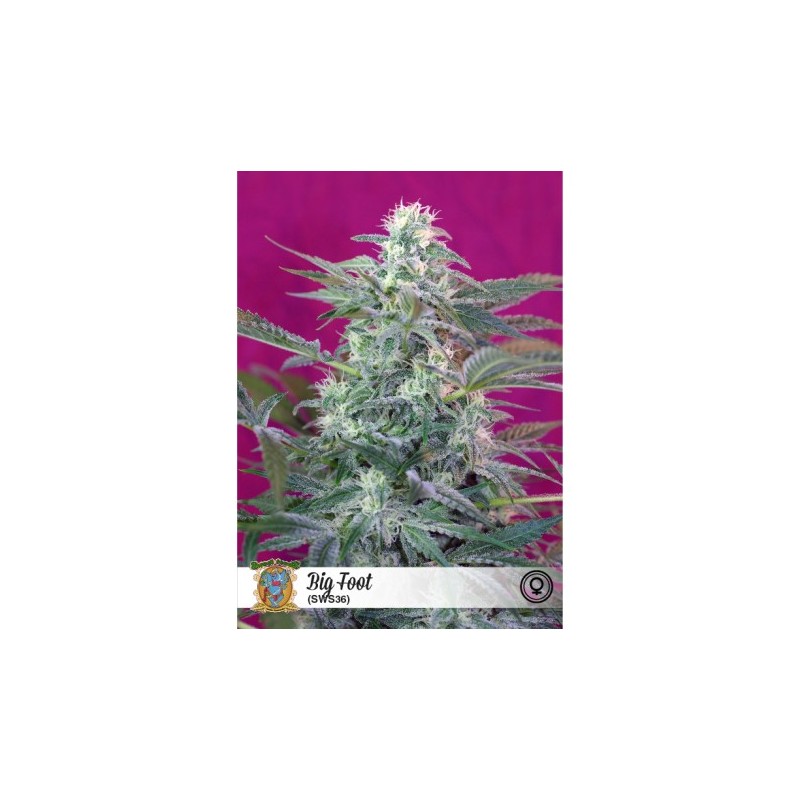 SWEET SEEDS - BIG FOOT FEM 3+1