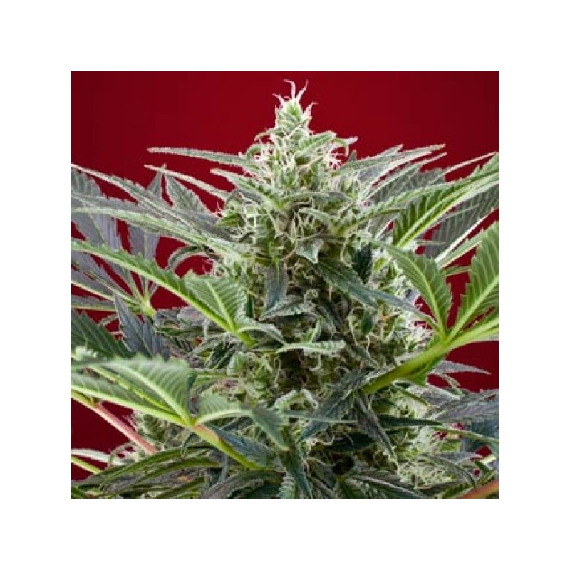 SWEET SEEDS - CREAM 47 FEM 3+1