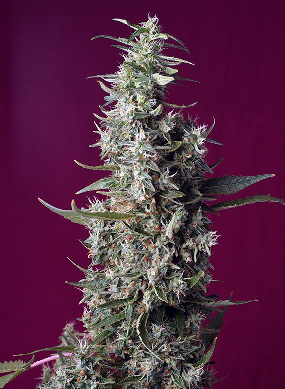 SWEET SEEDS - SWEET CHERRY PIE FEM 3+1