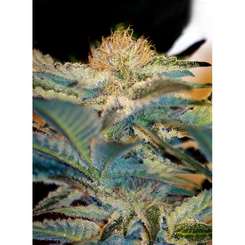 SWEET SEEDS - MOHAN RAM FEM 3+1