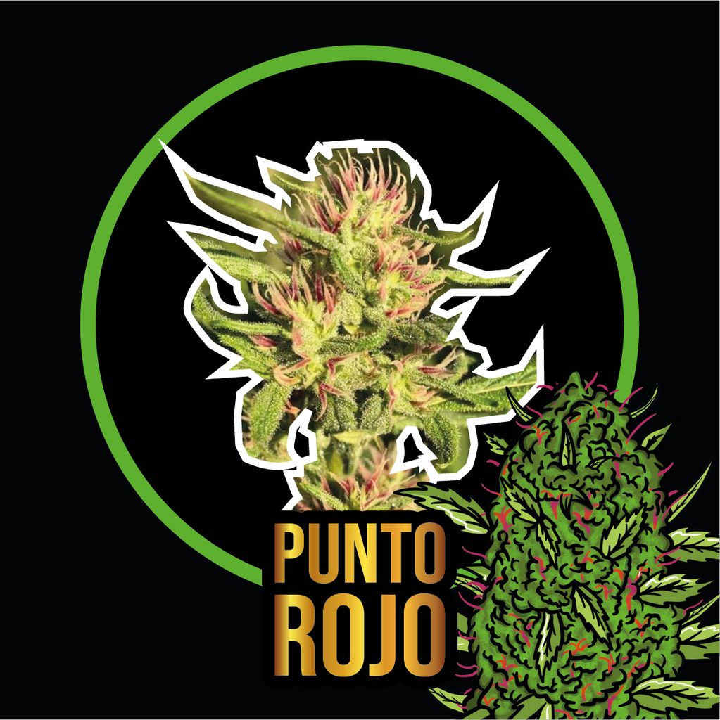 DELIRIUM SEEDS - PUNTO ROJO AUTO X4