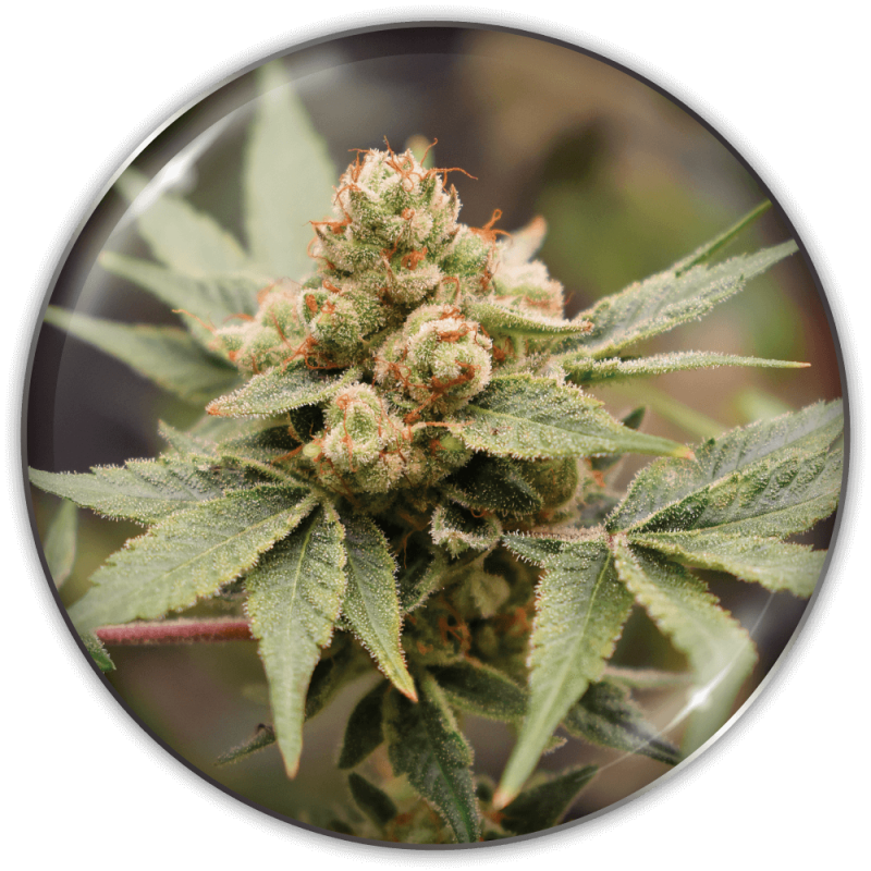 MEDICAL SEEDS - MEDICAL GRAPE CBD X3 (+ 2 PROMO)