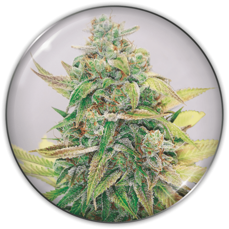 MEDICAL SEEDS - STRAWBERRY CAKE CBD X3 (+2 PROMO)