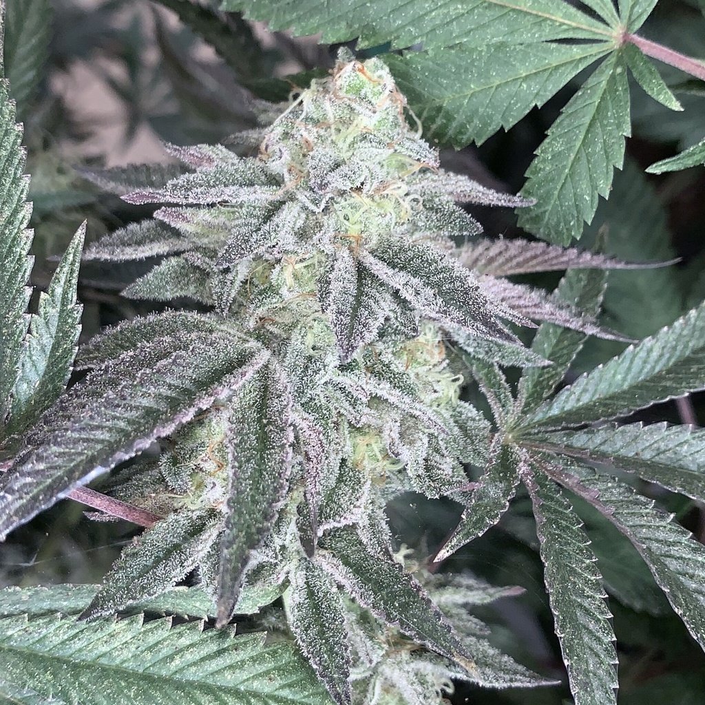 SHUGA SEEDS - CELOSA FEM X3 (2X1)