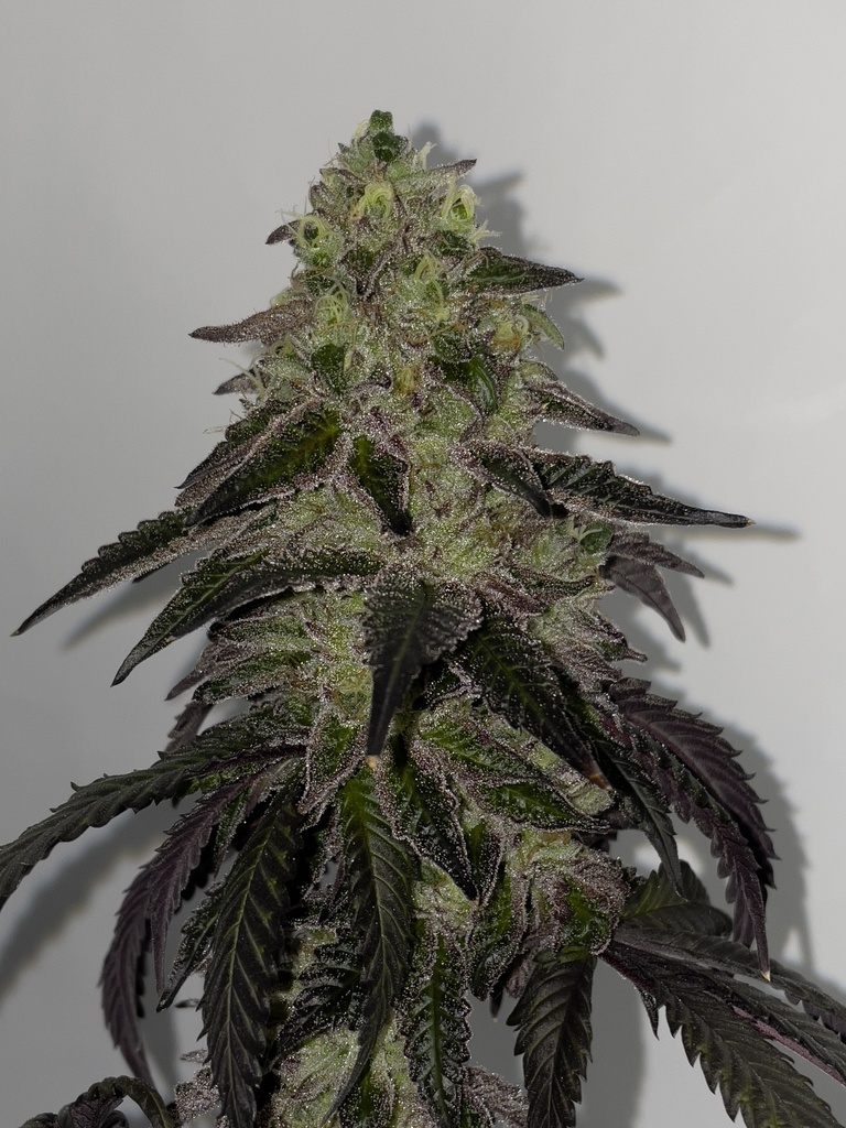 SHUGA SEEDS - LECHE LUNAR FEM X3