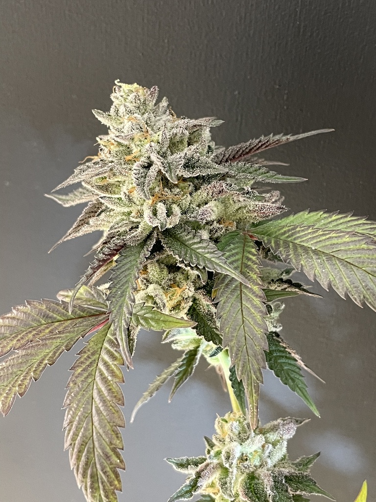 SHUGA SEEDS - SAILOR MOON FEM X3