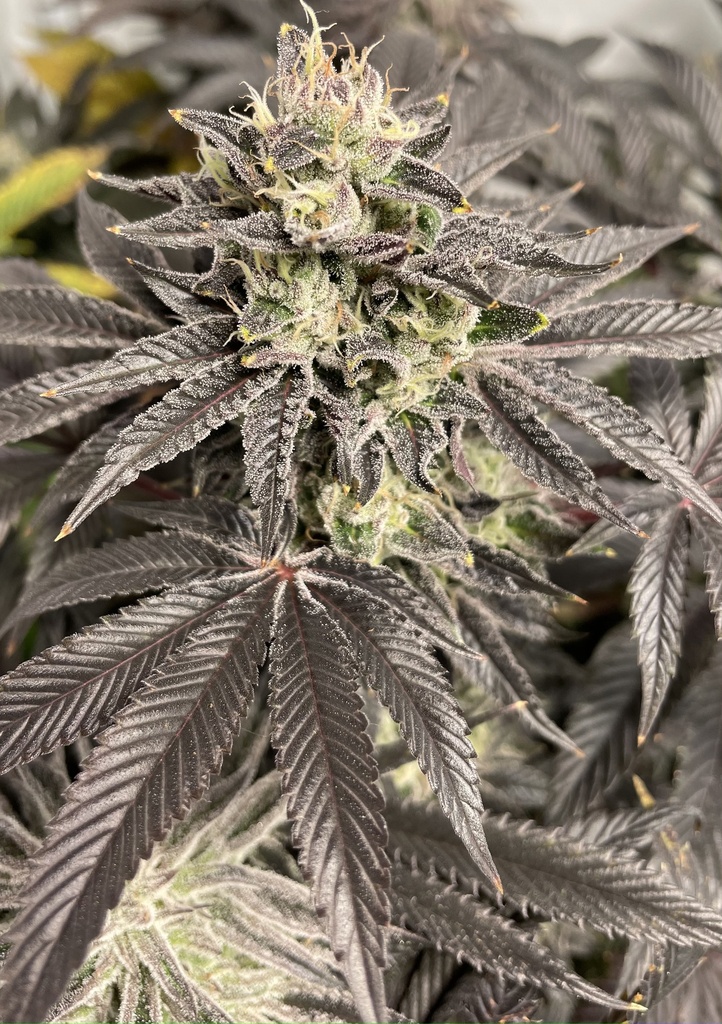 SHUGA SEEDS - NEIL ARMSTRONG FEM X3