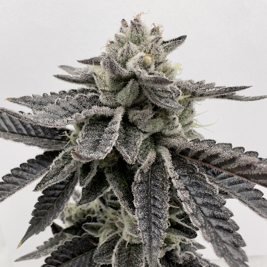 SHUGA SEEDS - JABON + KYOTO FEM X3