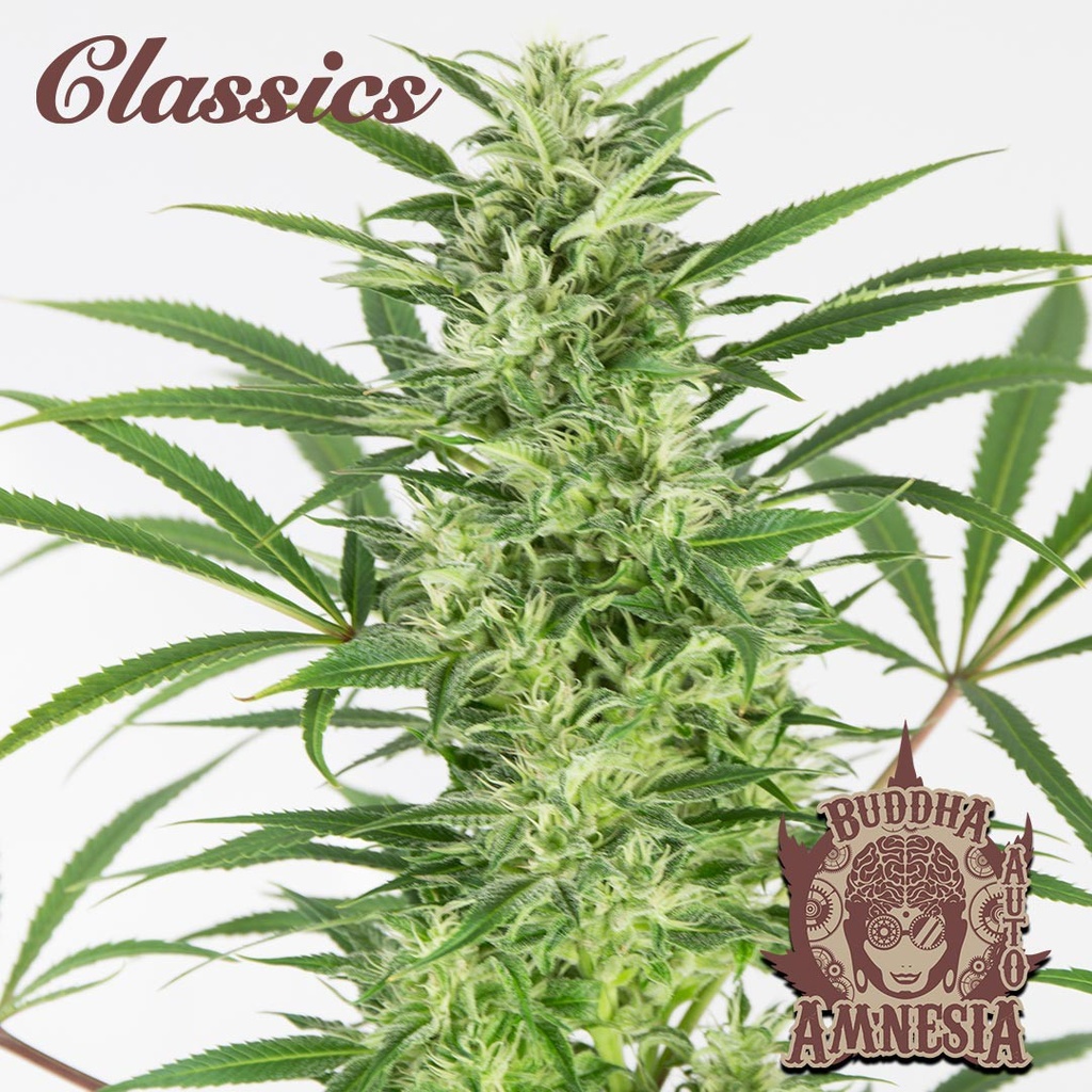 BUDDHA SEEDS - BUDDHA AUTO AMNESIA CLASSICS 3+1